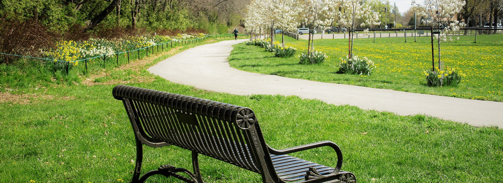 Bench at park in spring with blooming trees 