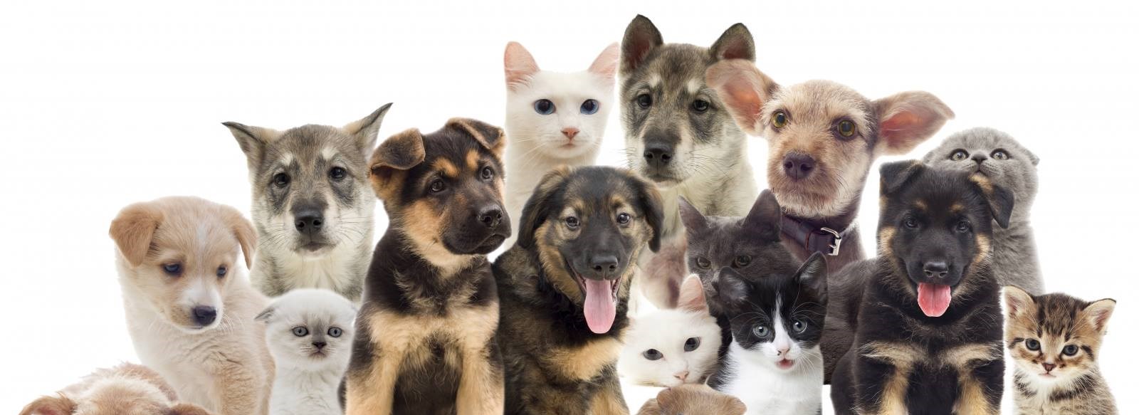Photo of dogs and cats