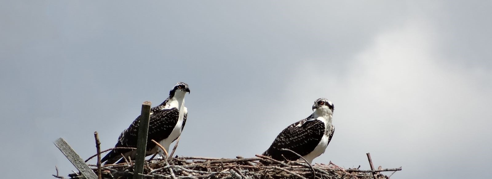 Osprey in nest